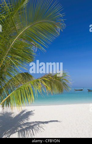 Palm tree rami su una spiaggia di sabbia bianca a Ko Lipe island, Thailandia Foto Stock