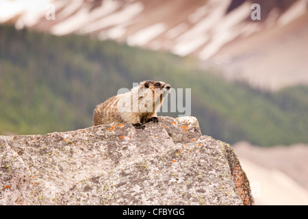 Annoso marmotta (Marmota caligata) seduto sul lichen coperto rock. Foto Stock