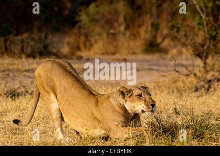 Leonessa stretching Foto Stock