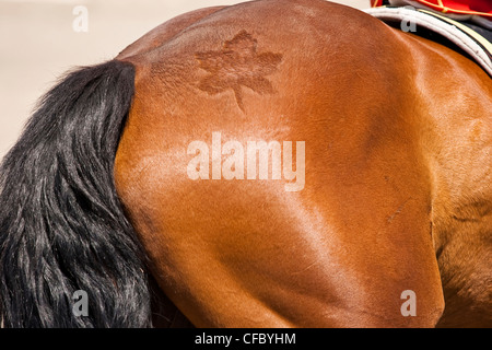 Foglia di acero dettaglio spazzolata in pelliccia sulla groppa di un cavallo. Foto Stock