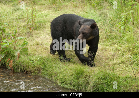 Orso grizzly (Ursus arctos horribilus) accanto al salmone che si riproduce stream, Alaska, Stati Uniti d'America. Foto Stock