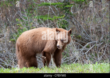 Black Bear (Sub-speices nome: Ursus americanus cinnamomum), Southwest Alberta, Canada. Foto Stock