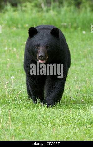 Maschi selvatici American black bear (Ursus americanus) camminando attraverso il prato erboso, Ontario, Canada. Foto Stock