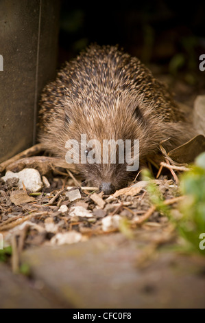 Primo piano di un hedgehog adulto che foraging per il cibo in un giardino domestico del Regno Unito. Foto Stock