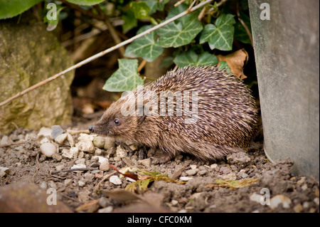 Primo piano di un hedgehog adulto che foraging per il cibo in un giardino domestico del Regno Unito. Foto Stock