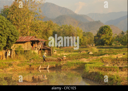 Uomo di aratura del campo di riso nella parte anteriore della modesta casa, Mae Hong Son, Thailandia Foto Stock