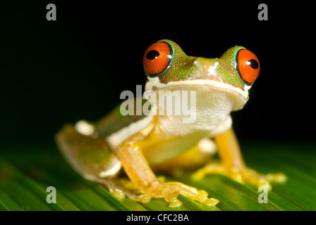 Red-eyed rana di flusso in Costa Rica Foto Stock