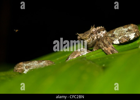 Tintura ciglia Pit-viper attende in preda a Rara Avis, Costa Rica Foto Stock