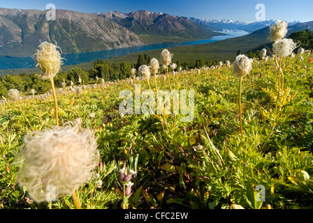 Lago Chilko in Tsylos Parco Provinciale, con Western fiori Anemone. La British Columbia, Canada Foto Stock