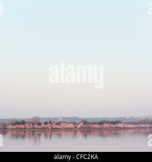Alberi in fiore di picco in tutto il bacino di marea a Washington DC durante il National Cherry Blossom Festival all'alba. Vista panoramica Foto Stock