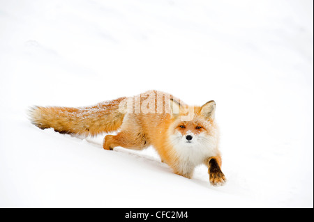 Hokkaido red fox, Giappone Foto Stock