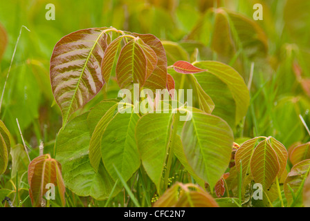 Poison Ivy (Toxicodendron radicans) Foto Stock