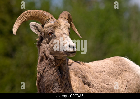 Big Horn pecore (Ovis canadensis), il Parco Nazionale di Jasper, Alberta, Canada Foto Stock