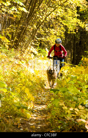 Giovane donna mountain biker cane corsa lungo il cervo Foto Stock