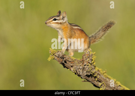 Almeno Scoiattolo striado (Neotamias minimus), Deschutes National Forest, Oregon, Stati Uniti d'America Foto Stock