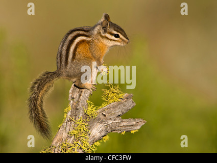 Almeno Scoiattolo striado (Neotamias minimus), Deschutes National Forest, Oregon, Stati Uniti d'America Foto Stock