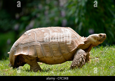 Primo piano della donna africana di spronato tartaruga (Geochelone sulcata) visto di profilo e camminare sull'erba Foto Stock