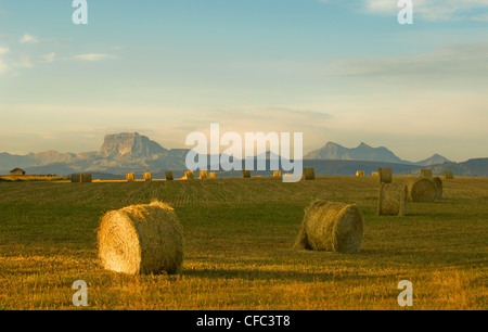 Balle di fieno grosse balle rotonde sostituito in vecchio stile Foto Stock