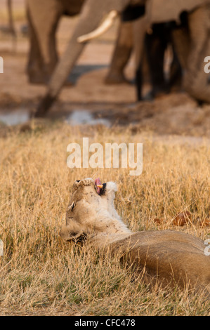 Leonessa in appoggio con gli elefanti in background Foto Stock