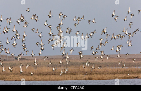 Gregge di Golden Plover Pluvialis apricaria, in inverno; Costa North Norfolk. Foto Stock