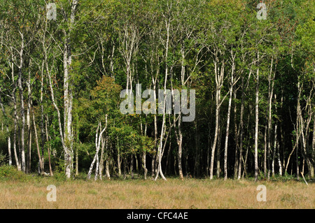 Una vista di Bracketts ceduo Dorset Wildlife Trust Reserve REGNO UNITO Foto Stock