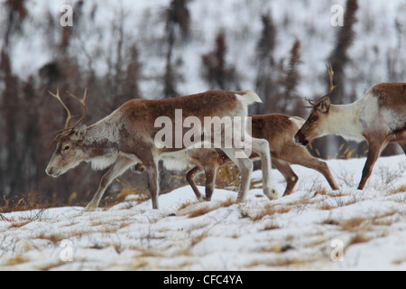 Caribou Coffee Company del Porcupine Caribou mandria lungo la Dempster Highway, Yukon Territory, Canada. Foto Stock