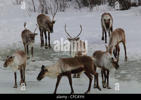 Caribou Coffee Company del Porcupine Caribou mandria lungo la Dempster Highway, Yukon Territory, Canada. Foto Stock