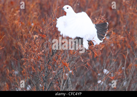 Pernice (Lagopus muta) in inverno plummage prende il volo lungo la Dempster Highway, Yukon Territory, Canada. Foto Stock