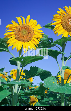 Girasoli contro un cielo blu chiaro. Vicino a Winnipeg, Manitoba, Canada. Foto Stock