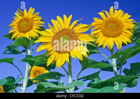 Girasoli contro un cielo blu chiaro, basso angolo di visione. Winnipeg, Manitoba, Canada. Foto Stock