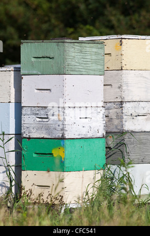 Alveari impilati in multi colore scatole di legno. Pembina Valley, Manitoba, Canada. Foto Stock