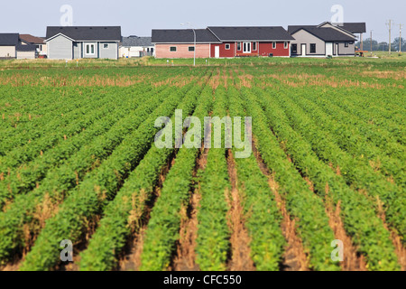 Proliferazione urbana invadendo i terreni agricoli. Winkler, Manitoba, Canada. Foto Stock