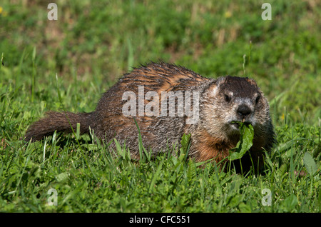 Marmotta o marmotta (Marmota monax) seduto in estate erbe mentre si alimenta su foglie di tarassaco. In Ontario, Canada. Foto Stock