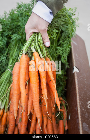 Donna che mantiene fresco mazzetto di carote organico a un mercato all'aperto. Winnipeg, Manitoba, Canada. Foto Stock