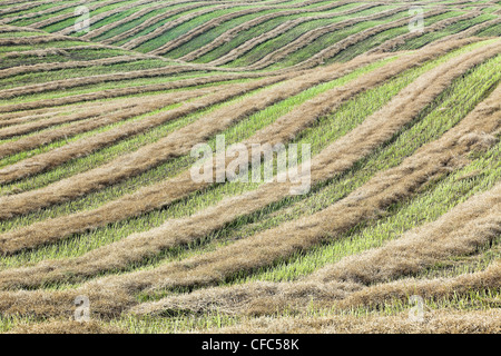 Campo tagliato e colline al momento del raccolto. Tiger colline, Manitoba, Canada. Foto Stock