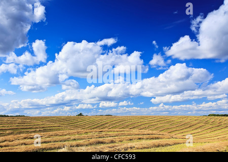 Raccolto il rotolamento dei terreni agricoli e di Cumulus nubi. Tiger colline, Manitoba, Canada. Foto Stock