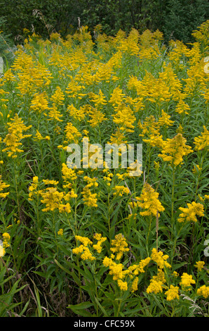 Campo di Canada oro fioritura. (Solidago canadensis). Northern Ontario, Canada. Foto Stock