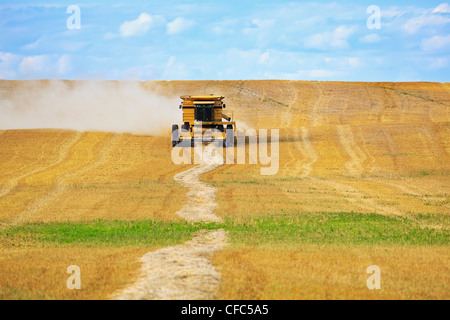 Macchina mietitrebbiatrice la raccolta di un campo di grano tagliato. Vicino a Somerset, Manitoba, Canada. Foto Stock