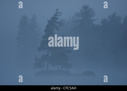 Inizio mattina nebbia avvolge un bianco di Lone Pine su Rock Lake in Algonquin Park,Ontario, Canada Foto Stock