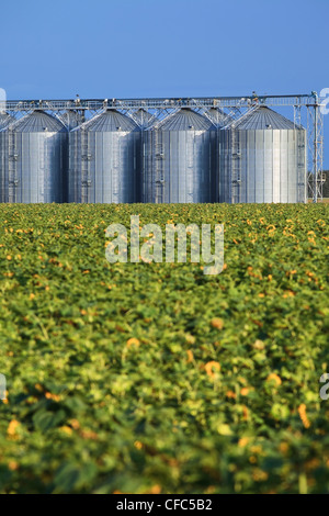 Entroterra terminale di grano e girasole campo in primo piano. Rathwell, Manitoba, Canada. Foto Stock