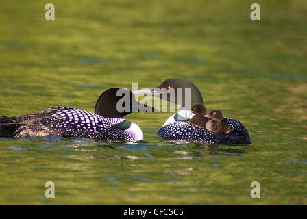 Loons due e due chick equitazione sui genitori torna in Muskoka, Ontario, Canada Foto Stock