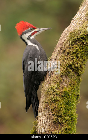 Picchio Pileated sul ramo a Victoria, BC, Canada Foto Stock