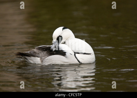 Maschio, Smew Mergellus albellus in allevamento piumaggio, tardo inverno. Norfolk. Foto Stock