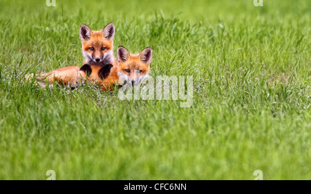 Kit Fox (Vulpes vulpes macrotis) in campo, Saskatchewan, Canada. Foto Stock