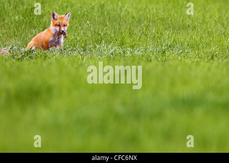 Kit Fox (Vulpes vulpes macrotis) con un campo morto mouse, Saskatchewan, Canada. Foto Stock