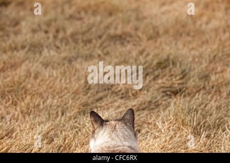 Housecat ((felis catus), Yukon. Foto Stock