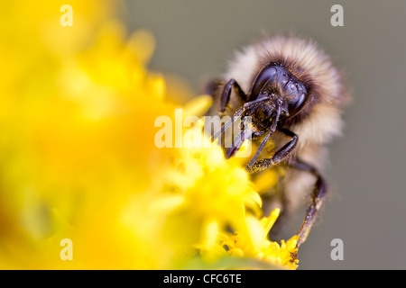 Bumblebee (Bombus) raccogliendo il nettare dai fiori, Whitehorse, Yukon. Foto Stock