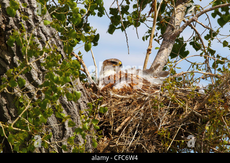 Falco ferruginosa in un nido, vicino a praterie National Park, Saskatchewan. Foto Stock