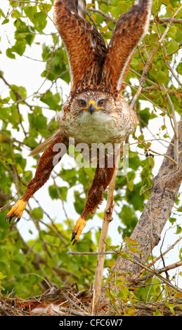 Falco ferruginosa (Buteo regalis) in volo, vicino a praterie National Park, Saskatchewan. Foto Stock