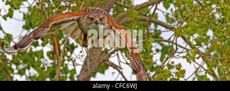 Falco ferruginosa (Buteo regalis) in volo, vicino a praterie National Park, Saskatchewan. Foto Stock